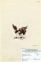 藏品(蕗蕨)的圖片